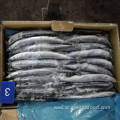 Frozen Whole Round Pacific Saury Cololabis Saira